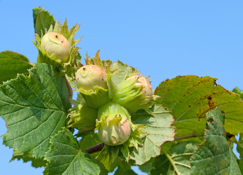 Bio-Haselnussmehl - teilentölt - mild geröstet - glutenfrei