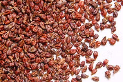 Bio-Traubenkernöl nativ (kaltgepresst)